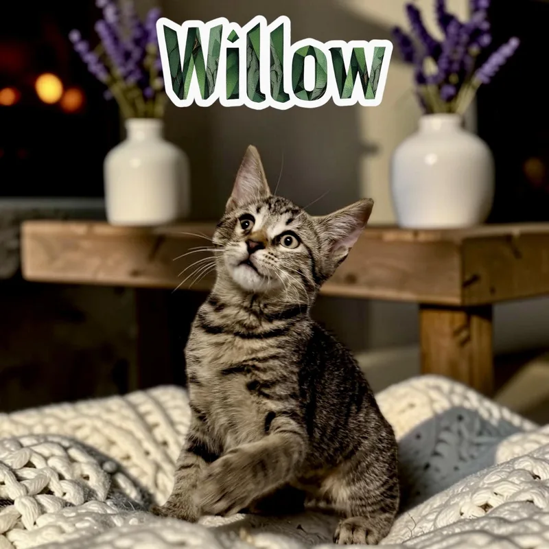 Willow thumbnail 4