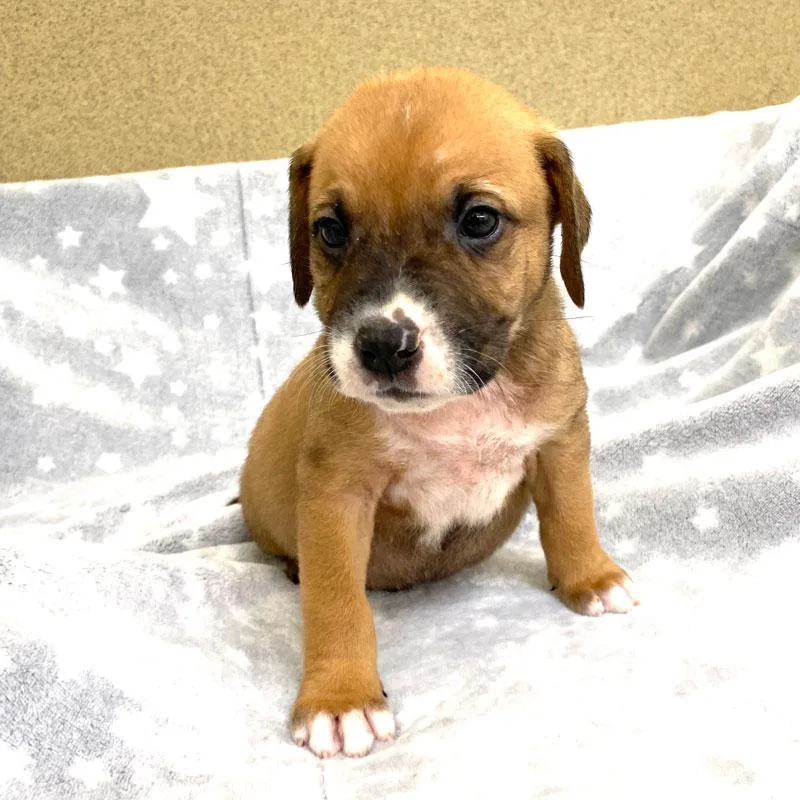 A baby medium-sized male Red / Chestnut / Orange Boxer dog named Chuck for adoption in Monroe, GA