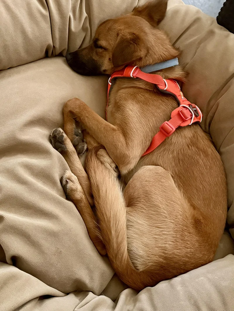 A young small-sized male Golden Mixed Breed dog named Pablo for adoption in Jackson, WY