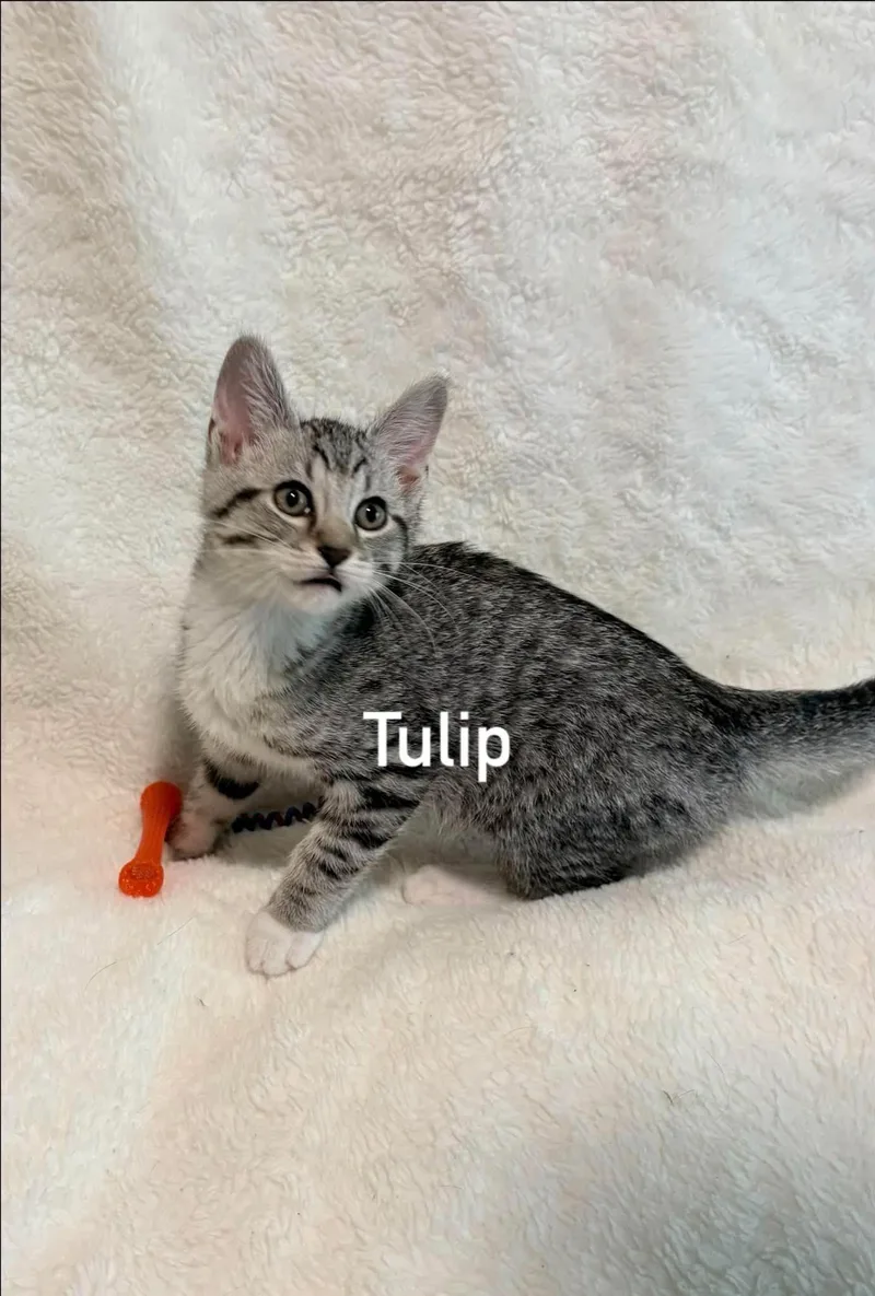 A baby medium-sized female Black & White / Tuxedo Domestic Short Hair cat named Tulip for adoption in Morehead, KY