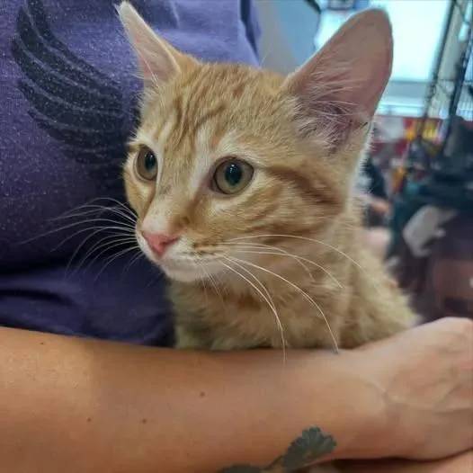 A baby medium-sized male Tabby (Orange / Red) Tabby cat named Nacho Cheese Man for adoption in Omaha, NE