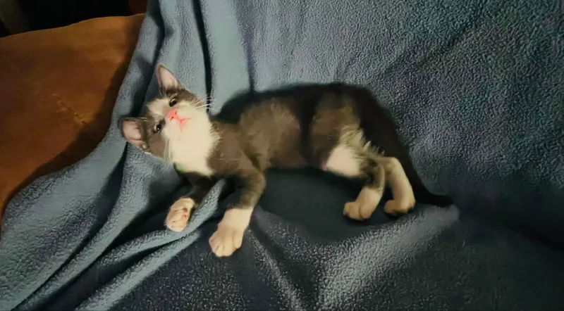 A baby small-sized female Gray & White Domestic Short Hair cat named Athena for adoption in Broken Arrow, OK