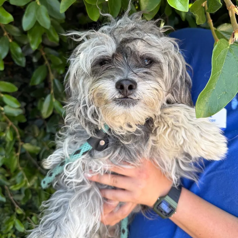 A young small-sized male Gray / Blue / Silver Poodle dog named Sebastian for adoption in Santa Barbara, CA
