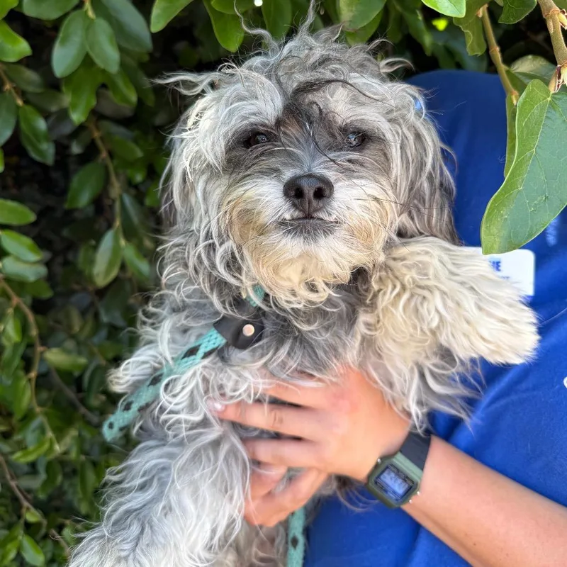 Sebastian thumbnail 3