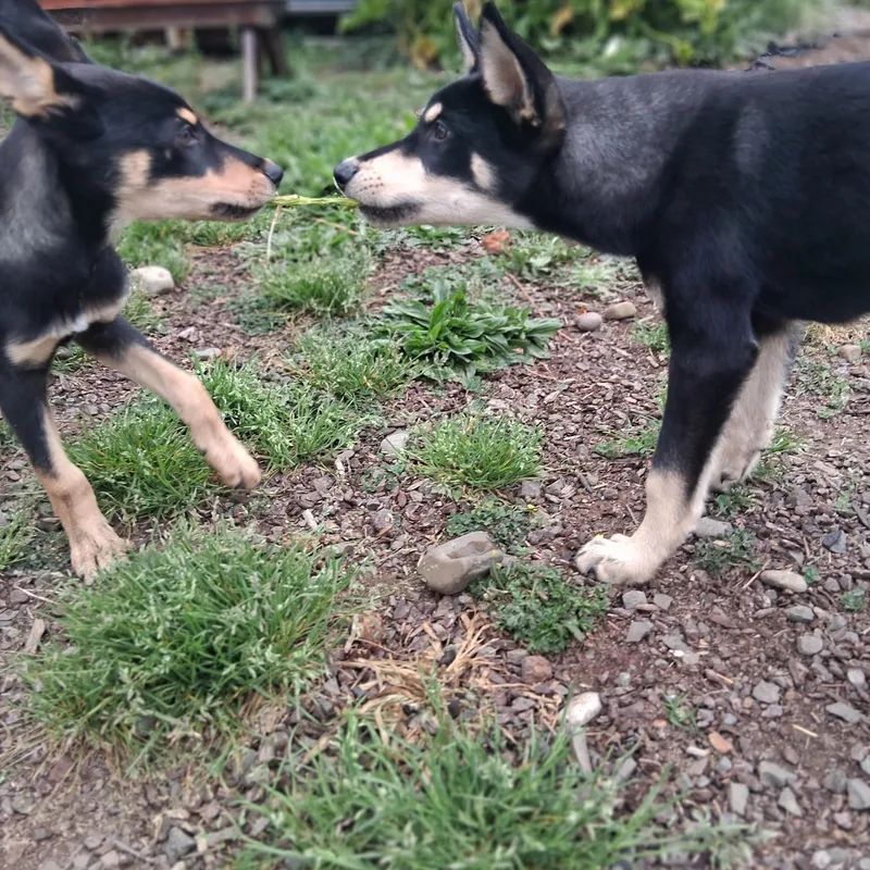 A baby large-sized male Black German Shepherd Dog dog named Sunny for adoption in Winchester, CA