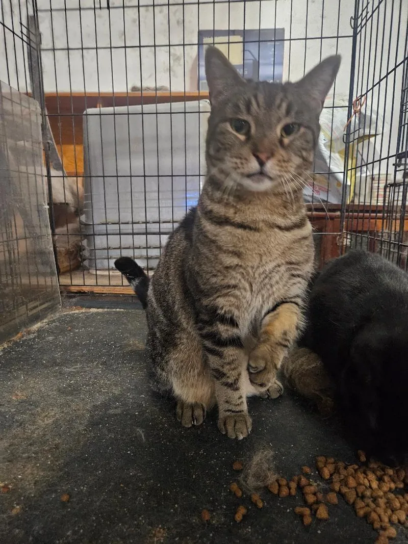 An adult medium-sized male Tabby (Tiger Striped) Domestic Short Hair cat named Ernie for adoption in Brooklyn, NY