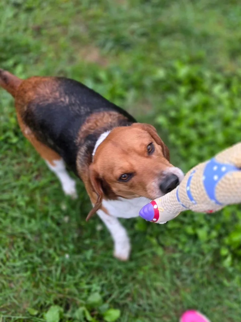An adult medium-sized male Beagle dog named Turbo for adoption in Brookville, OH