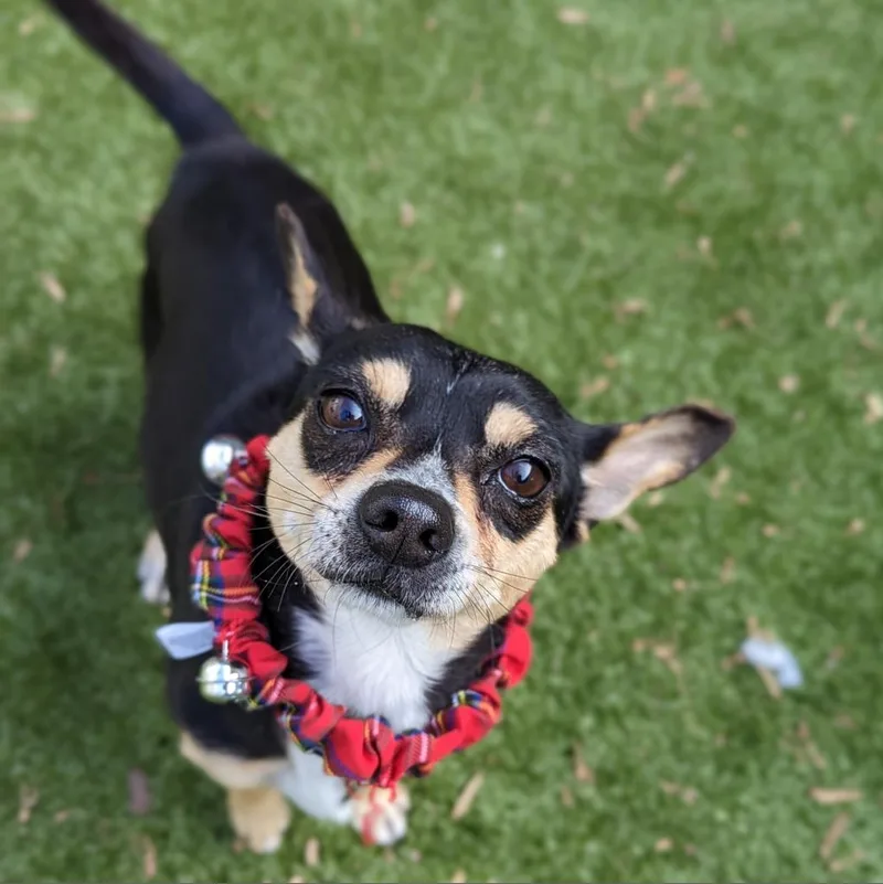 Ol' Saint Nick thumbnail 2