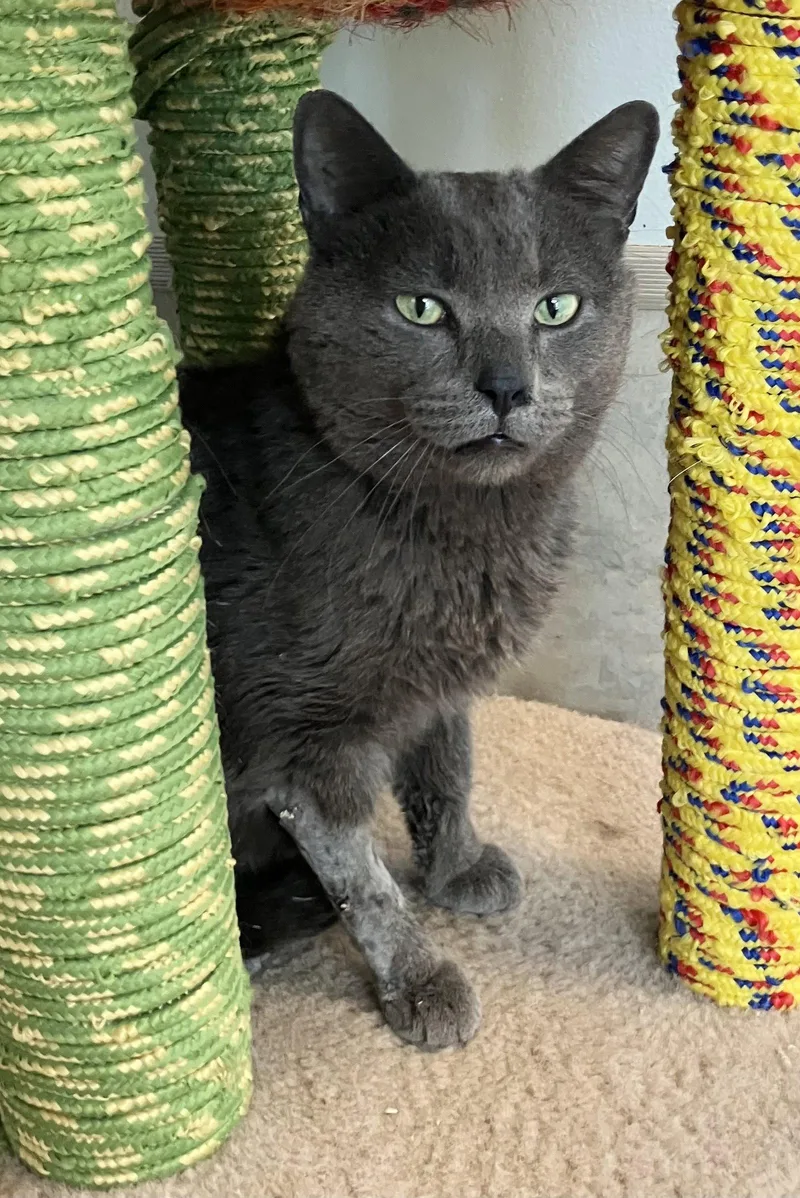 An adult medium-sized male Gray / Blue / Silver Domestic Short Hair cat named Sassafras for adoption in Dublin, OH