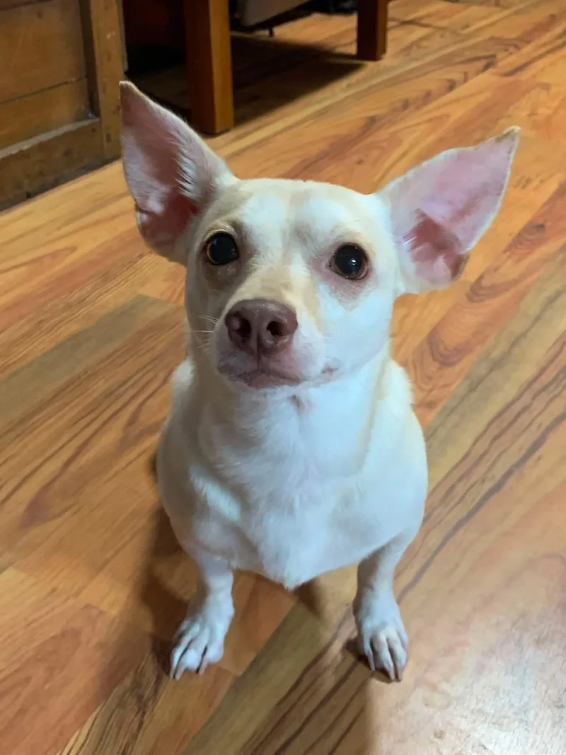 An adult small-sized male Apricot / Beige Chihuahua dog named Snowman for adoption in Manhattan, KS