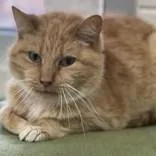 An adult medium-sized female Tabby (Orange / Red) Domestic Short Hair cat named Ms. Honey for adoption in Portsmouth, OH