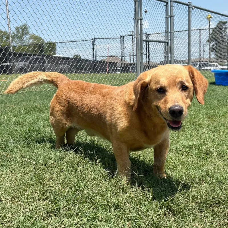 An adult medium-sized male Yellow / Tan / Blond / Fawn Labrador Retriever dog named Tater Tot for adoption in Cabot, AR