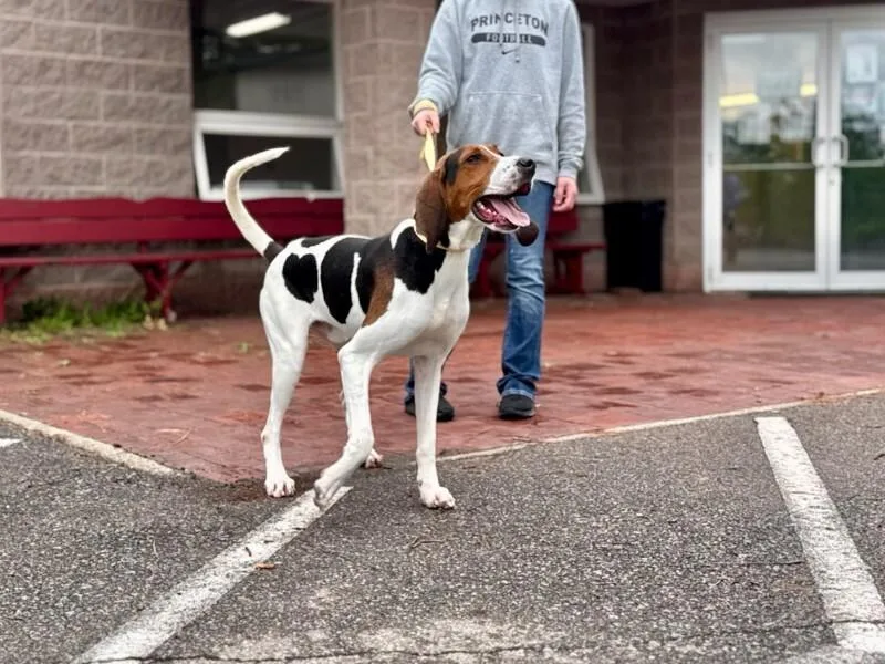 An adult large-sized male White / Cream Treeing Walker Coonhound dog named Thurman for adoption in Wooster, OH