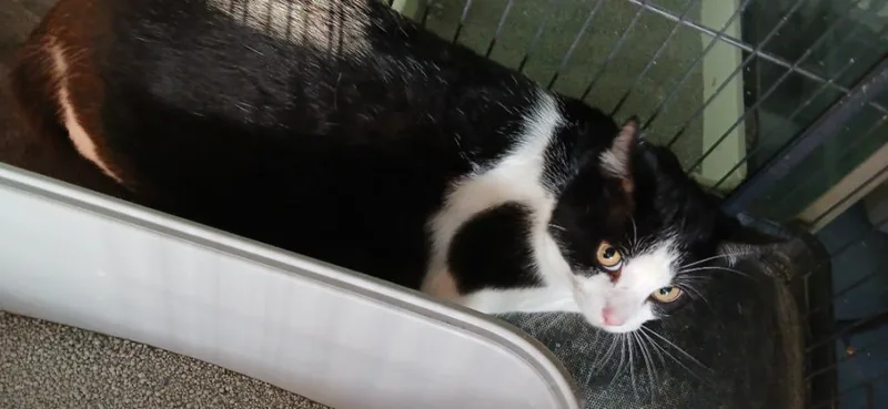 A young large-sized male Domestic Short Hair cat named Atlas for adoption in Crocker, MO