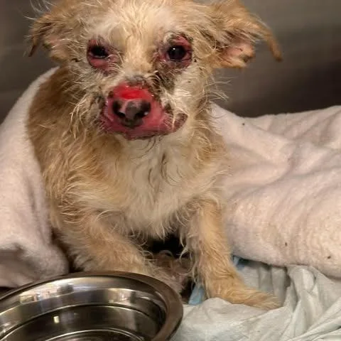 A baby small-sized male Terrier dog named Freddy for adoption in Bastrop, TX