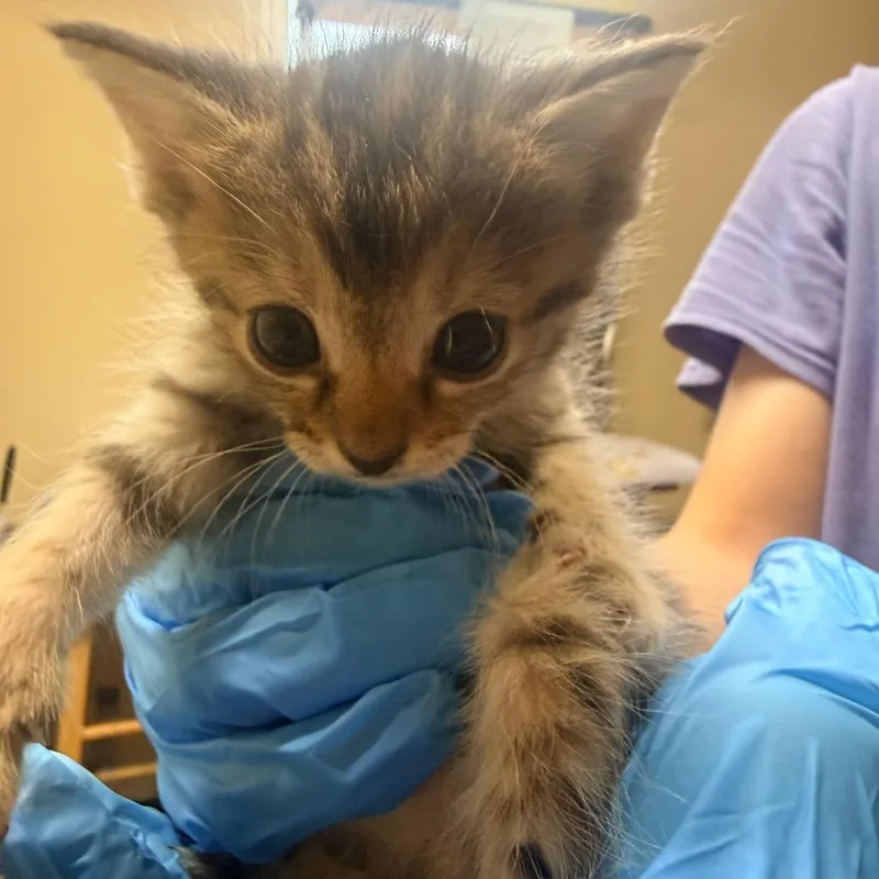 A baby small-sized female Gray / Blue / Silver Domestic Short Hair cat named Ginger for adoption in Corinth, MS