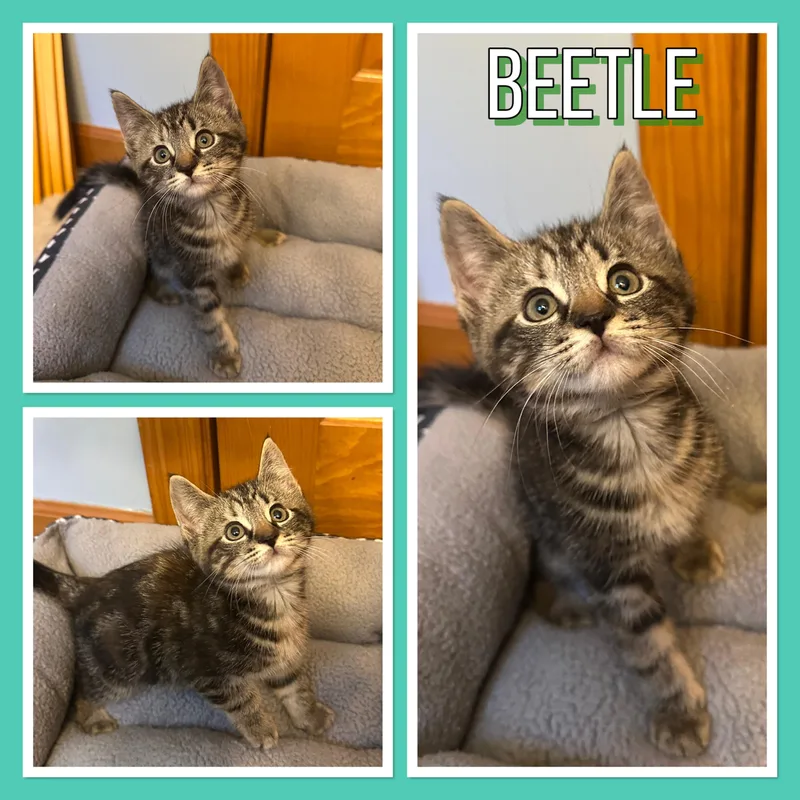 A baby medium-sized male Domestic Medium Hair cat named Beetle for adoption in Andover, CT
