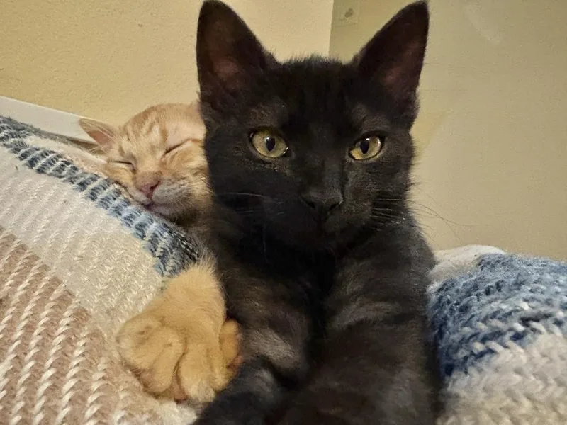 A baby small-sized male Black Domestic Short Hair cat named Whiskey for adoption in Dallas, TX