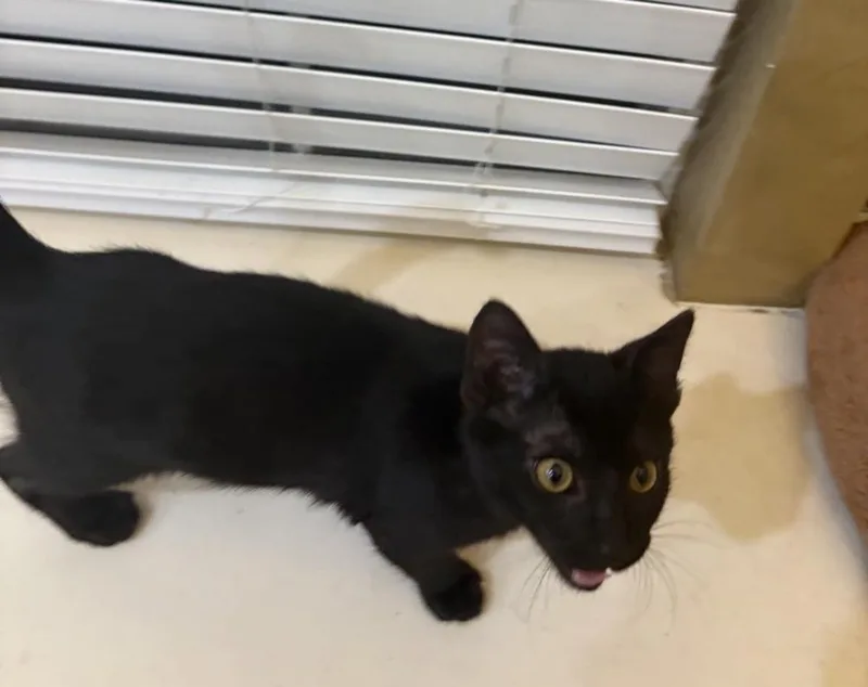 Whiskey thumbnail 2