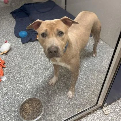 An adult medium-sized female Pit Bull Terrier dog named Nova for adoption in Voorhees, NJ