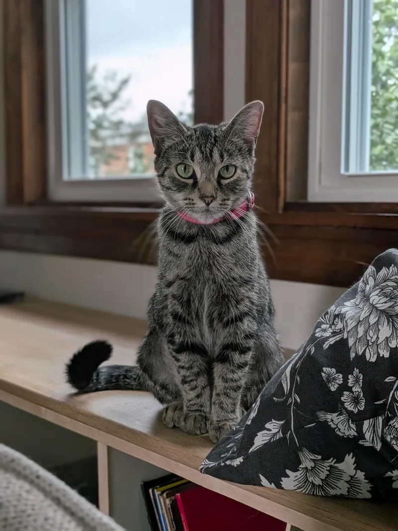 A young medium-sized female Tabby (Gray / Blue / Silver) Tabby cat named Demi for adoption in Bear, DE
