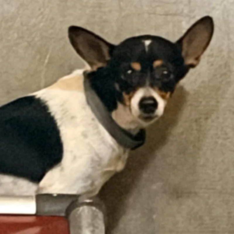 An adult small-sized male White / Cream Fox Terrier dog named Dumbo for adoption in Palestine, TX
