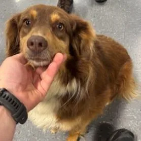 An adult medium-sized female Australian Shepherd dog named Keri for adoption in Fairfax, VA