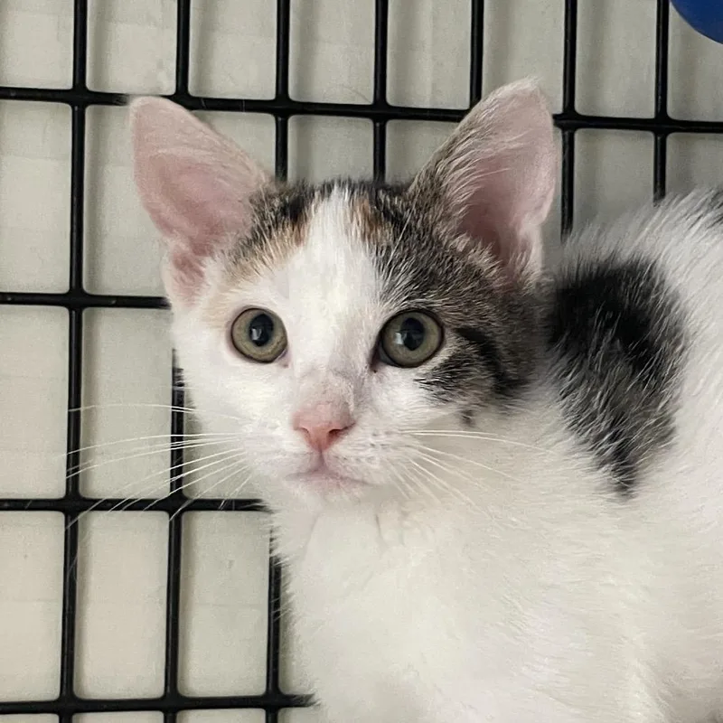 A baby small-sized female Domestic Short Hair cat named Kathy from Finance for adoption in Chicago, IL