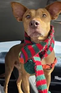 Sweetheart thumbnail 3