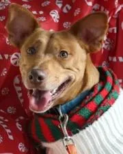 Sweetheart thumbnail 4