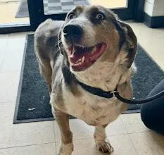 An adult medium-sized male Basset Hound dog named Jolly Roger for adoption in Olathe, KS