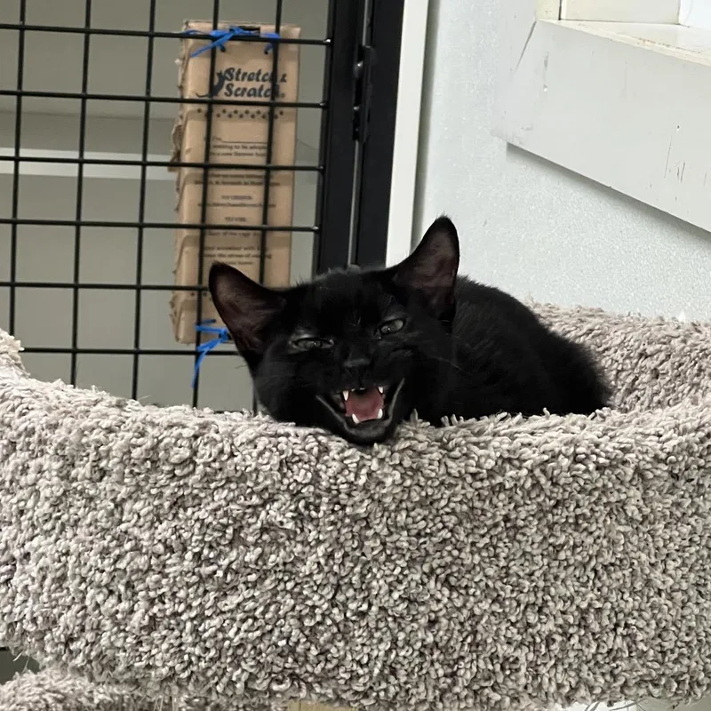 A young small-sized female Domestic Short Hair cat named Sookie for adoption in Albert Lea, MN