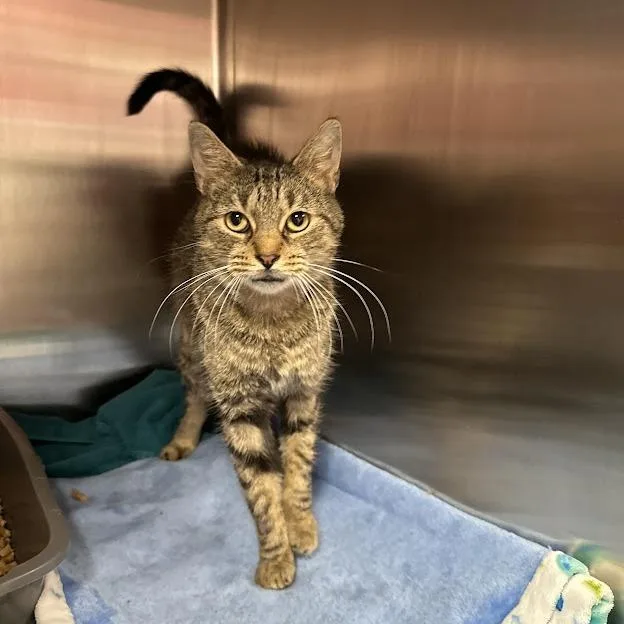 An adult small-sized male American Shorthair cat named Milo for adoption in Oak Ridge, TN