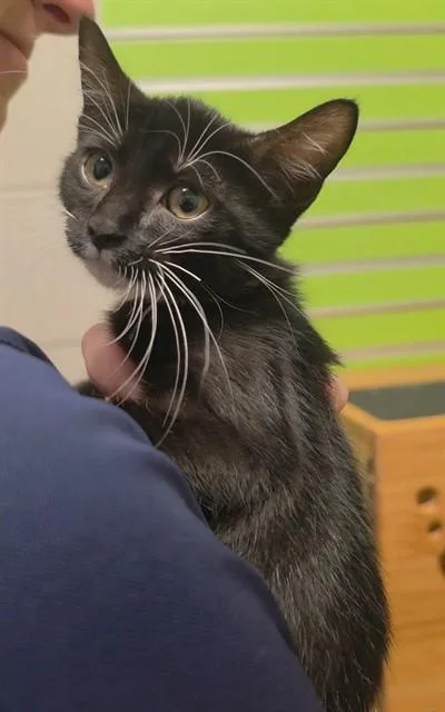 A baby small-sized female Domestic Short Hair cat named Willow for adoption in Saint Peters, MO