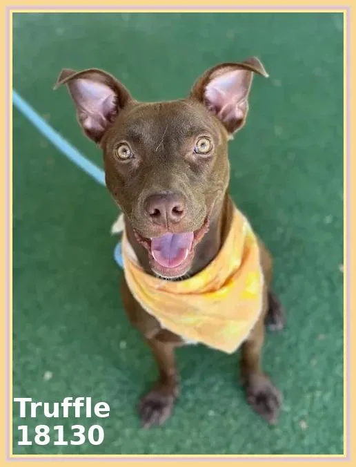 A young medium-sized female Brown / Chocolate Doberman Pinscher dog named Truffle for adoption in Marietta, GA