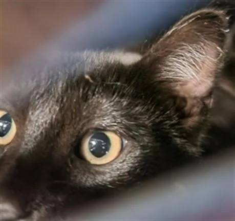 A baby small-sized female Domestic Short Hair cat named Streak for adoption in Van Nuys, CA