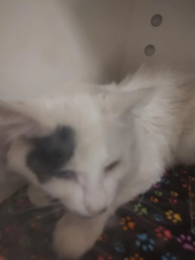 Chester