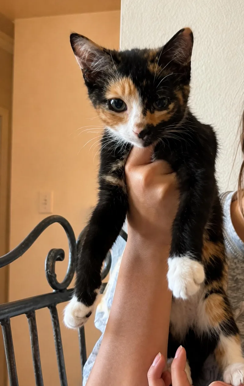 A baby medium-sized female Calico Domestic Short Hair cat named Mavis for adoption in Los Angeles, CA