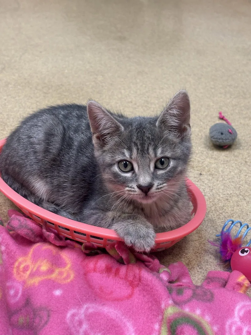 A baby medium-sized female Gray / Blue / Silver Domestic Short Hair cat named Ruby for adoption in Brick, NJ