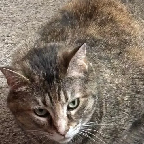 A young medium-sized female Tabby (Brown / Chocolate) Domestic Short Hair cat named Artemis for adoption in Canal Winchester, OH