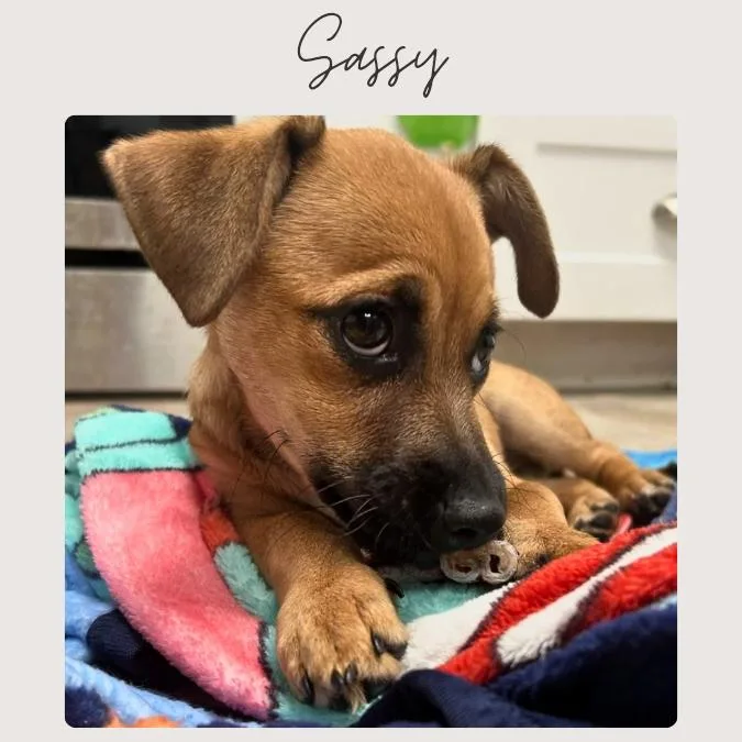 A baby small-sized female Yellow / Tan / Blond / Fawn Chihuahua dog named Sassy for adoption in San Juan Capistrano, CA