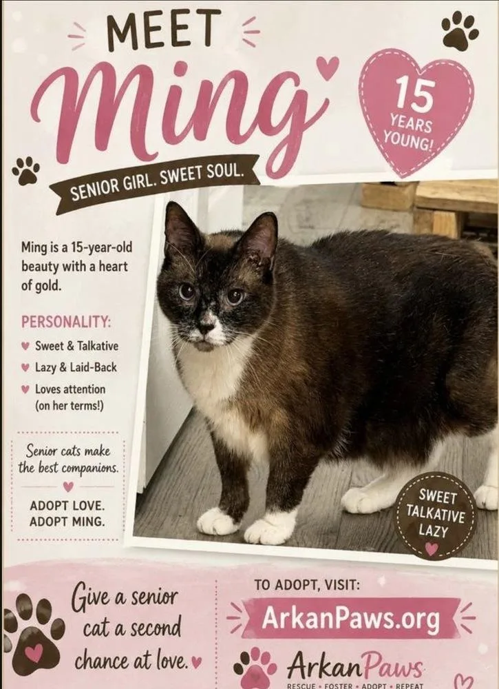 A senior large-sized female Snowshoe cat named Ming for adoption in Plumerville, AR