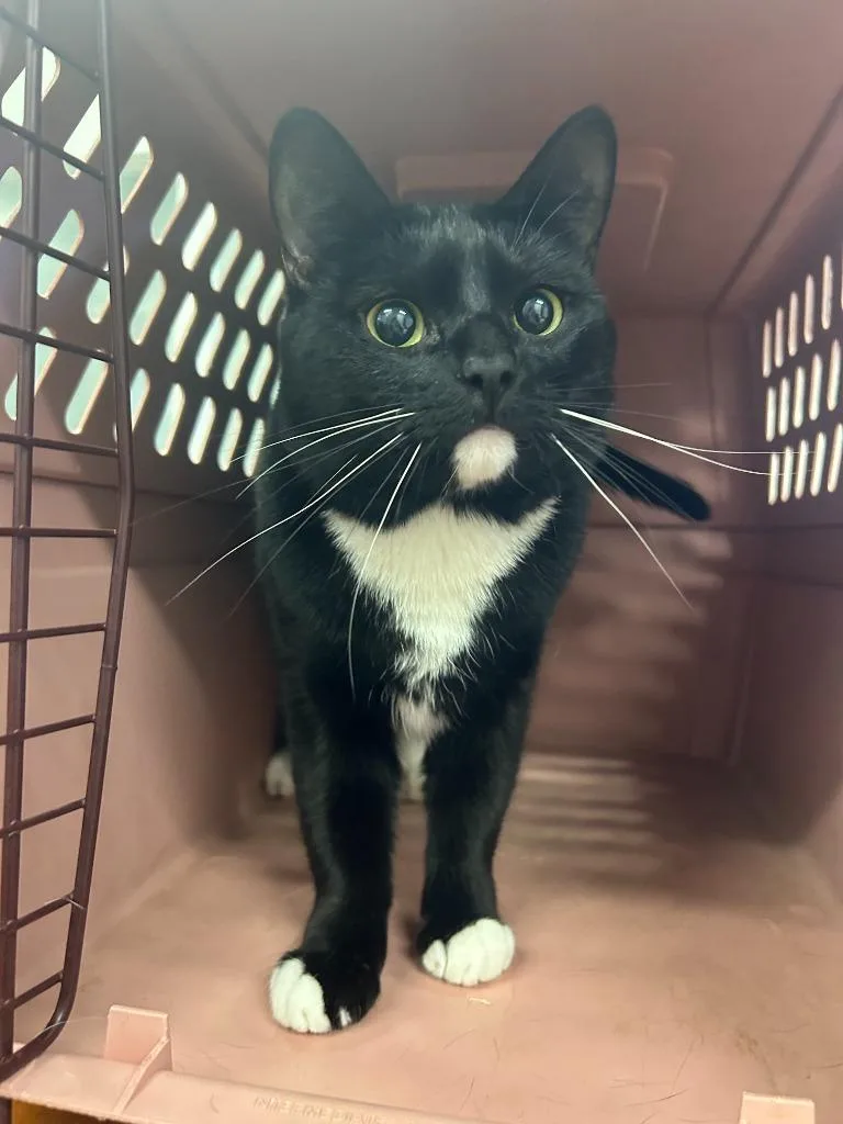 An adult small-sized male Domestic Short Hair cat named Diquavon for adoption in Thousand Oaks, CA