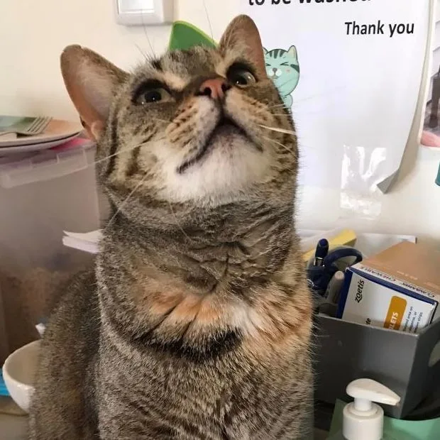 Fiona  Felv+ thumbnail 2