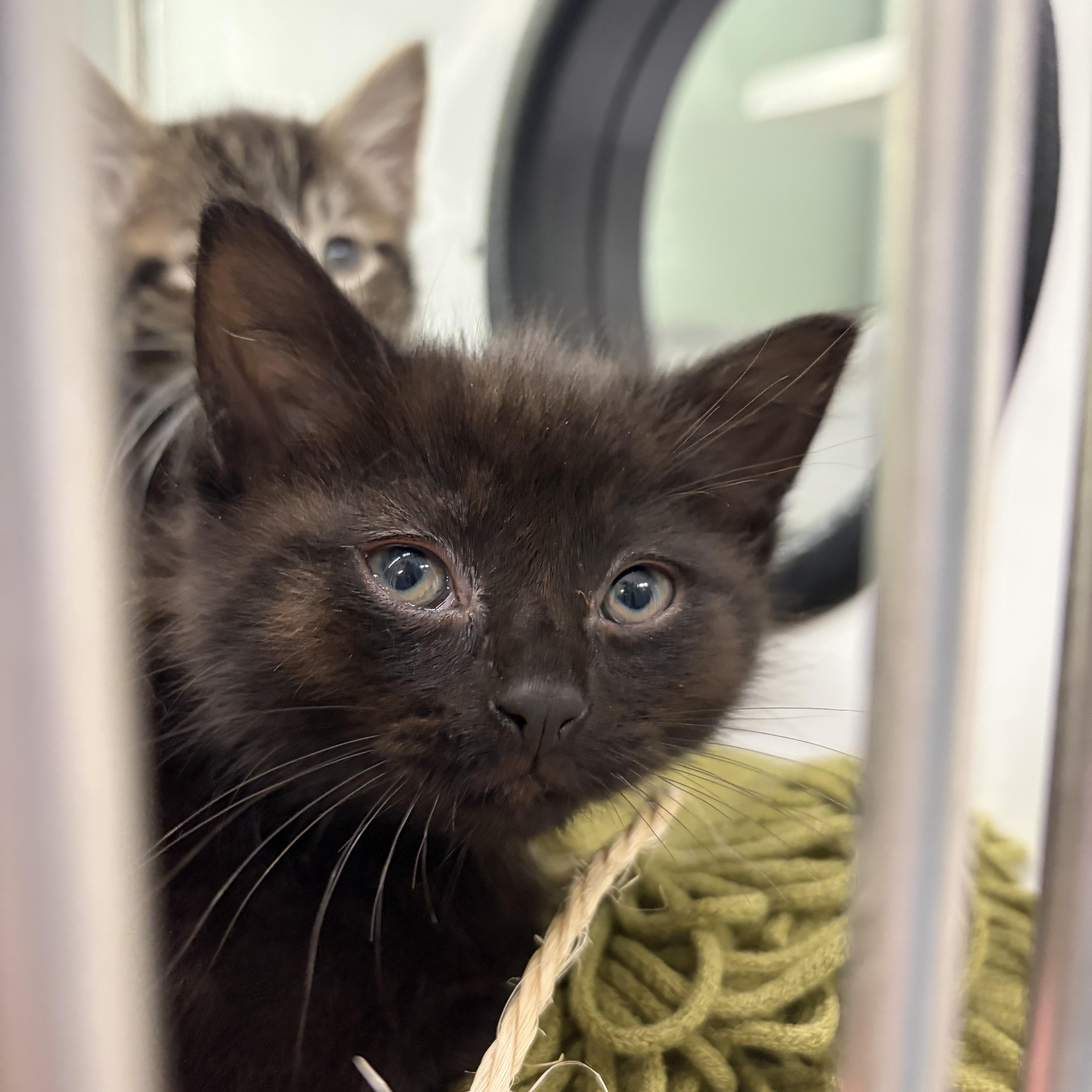 A baby medium-sized female Black Domestic Short Hair cat named Jackie for adoption in Southold, NY