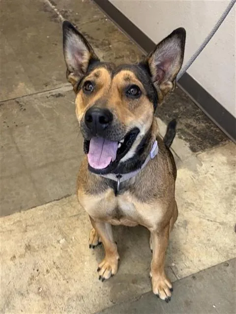 A young large-sized female German Shepherd Dog dog named Lavender for adoption in Ontario, CA