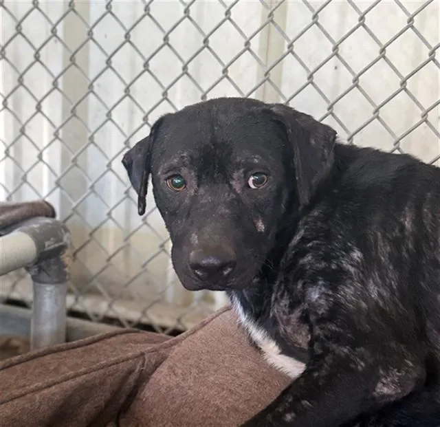 An adult medium-sized male Pit Bull Terrier dog named Rollo for adoption in Conroe, TX