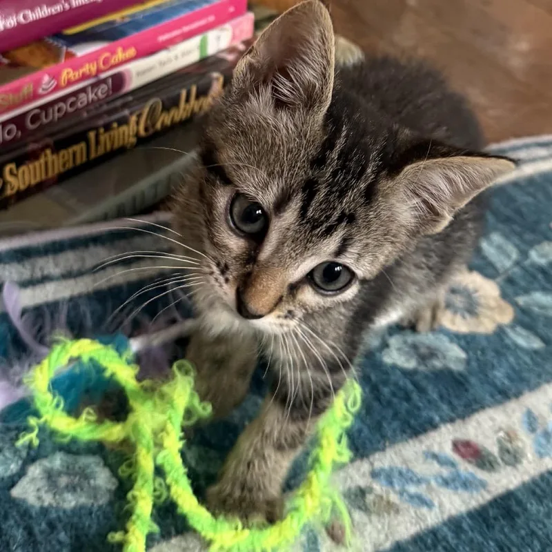 A baby small-sized female Gray / Blue / Silver Domestic Short Hair cat named Diamond for adoption in Houston, TX
