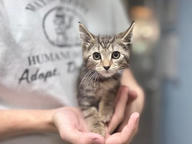 A young medium-sized female Domestic Short Hair cat named Shortbread for adoption in Wooster, OH