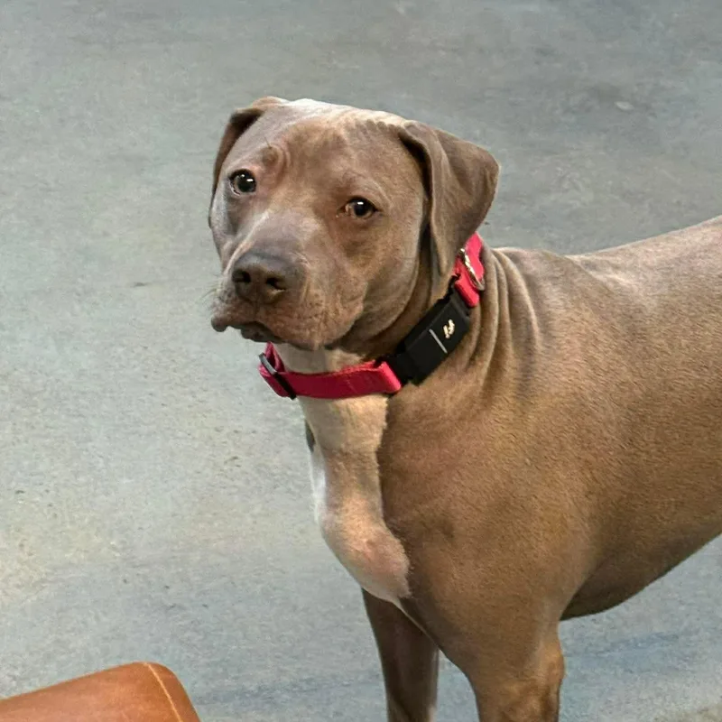 A young medium-sized female Gray / Blue / Silver Bulldog dog named Sylvie for adoption in BONIFAY, FL